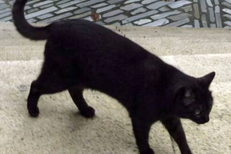 
	Gato preto na rua: a opera&ccedil;&atilde;o, em conjunto com a Secretaria Especial de Promo&ccedil;&atilde;o e Defesa dos Animais, j&aacute; havia recolhido 15 animais at&eacute; o fim da manh&atilde;
 (Getty Images)