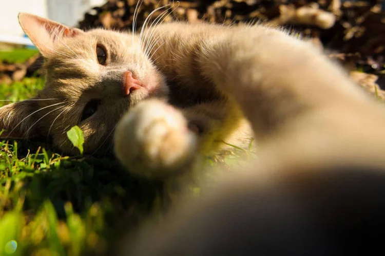
	Selfie: cada vez que o gato toca na tela, para tentar pegar a isca, o celular tira uma foto, sem que o gato perceba
 (Zelenenka / Thinkstock)