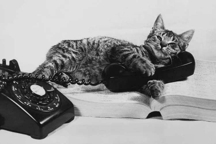 
	Gato miando ao telefone: o objetivo &eacute; analisar a variedade de melodias nos sons produzidos pelos gatos para elaborar um &quot;dicion&aacute;rio dos miados&quot;
 (Susan Schiff Faludi/ Getty Images)