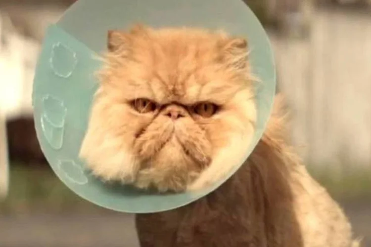 Em comercial da Toyota, gato "gasta" todas as suas vidas para passear de carro (Reprodução)