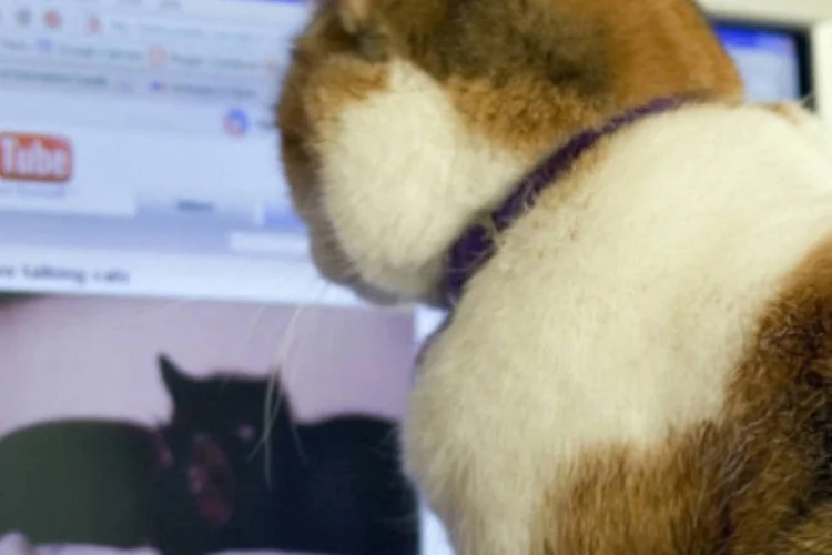 Gatinhos: interceptação só funciona com tráfego não criptografado (McBeth/Flickr)