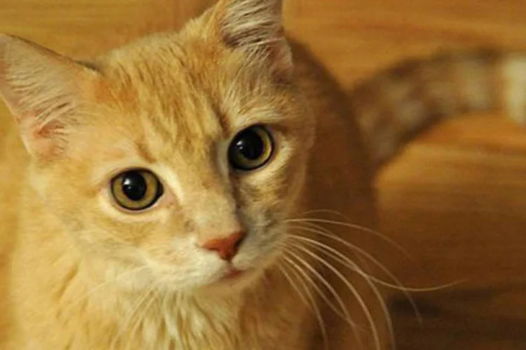 Gato: Os humanos correm risco de infecção ao limpar as caixas de areia de seus gatos (©AFP/Arquivo / Karen Bleier)