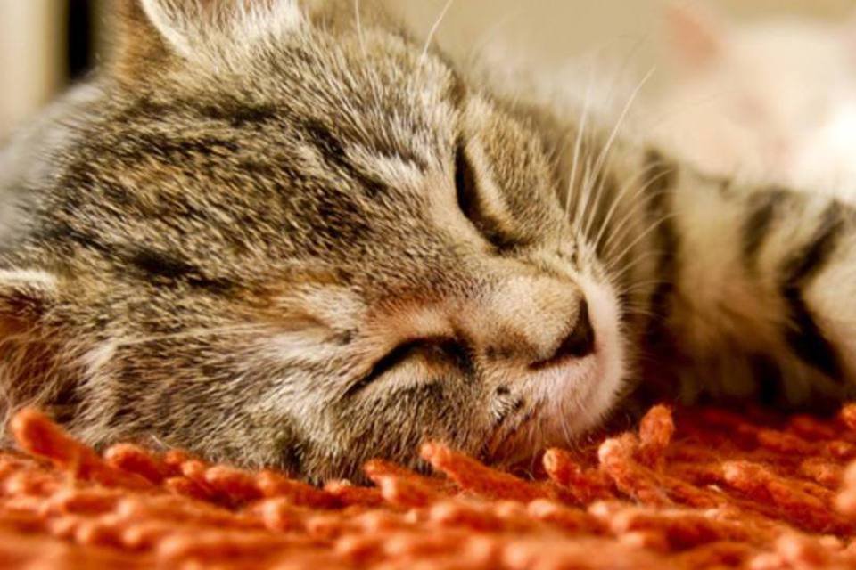 Nestlé Purina Cat Chow cria portal sobre saúde dos gatos