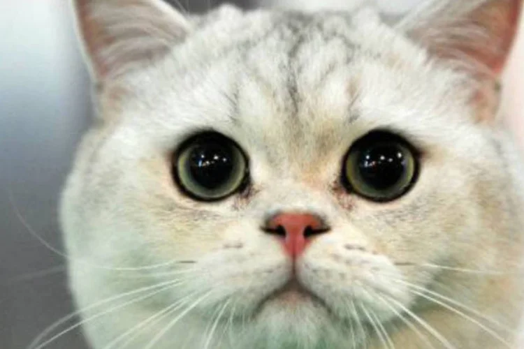 
	Fotos de gatos: autoridades pediram aos meios de comunica&ccedil;&atilde;o e aos internautas para n&atilde;o divulgar informa&ccedil;&otilde;es sobre opera&ccedil;&otilde;es antiterroristas
 (Vyacheslav Oseledko/AFP)