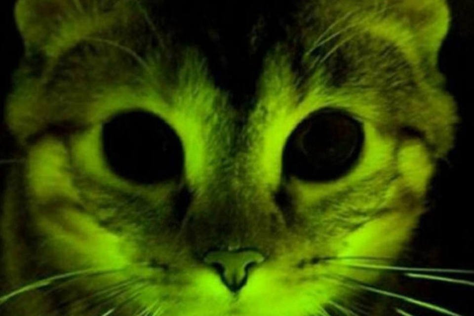 Gato fluorescente testa tratamento anti HIV