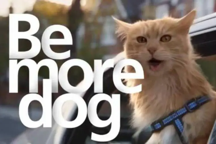 Anúncio criado para uma marca da Telefônica, a VCCP de Londres retoma a velha discussão, qual animal é mais legal? Gato ou cachorro? (Reprodução)