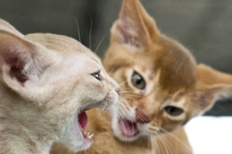 
	Gatos: evento quer transformar a imagem tradicional dos gatos, de animais misteriosos, hip&oacute;critas e trai&ccedil;oeiros e substitu&iacute;-la pela de amig&aacute;veis, leais e carinhosos
 (Getty Images)