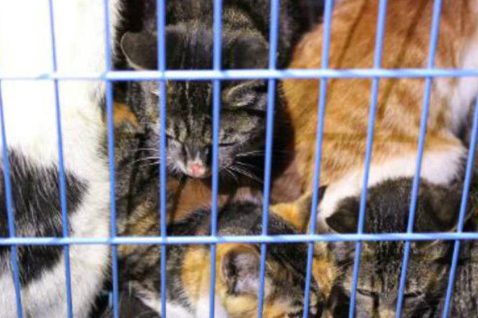 Grupo resgata 600 gatos que seriam mortos na China