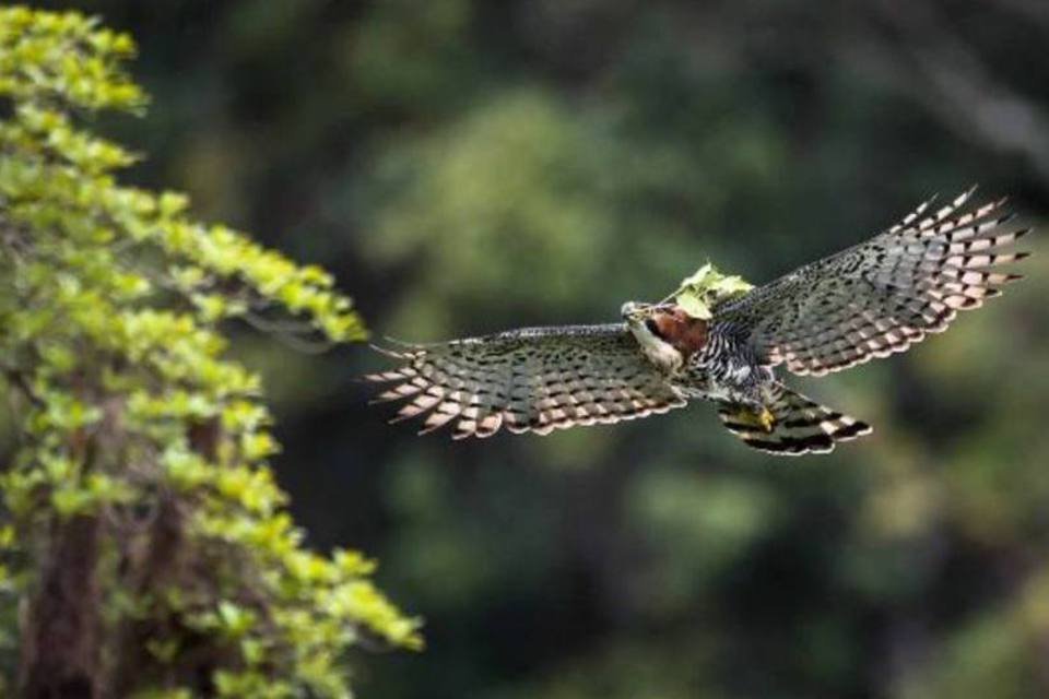 A incrível biodiversidade da Mata Atlântica preservada