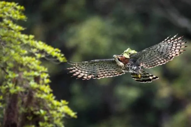 Gavião-de-penacho (Spizaetus ornatus) (Octavio Campos Salles)