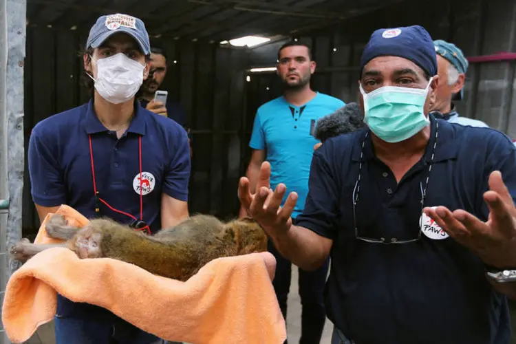 
	Resgate: a sa&iacute;da de Gaza &quot;dar&aacute; uma nova vida aos animais&quot;
 (Ibraheem Abu Mustafa/Reuters)