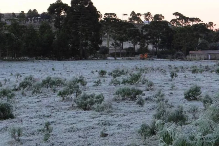 
	Geada congela vegeta&ccedil;&atilde;o: os term&ocirc;metros marcaram -5,4&deg;C em Urupema. Outras 13 cidades de Santa Catarina tiveram temperaturas abaixo de zero
 (Marília Oliveira/ Prefeitura de Urupema)