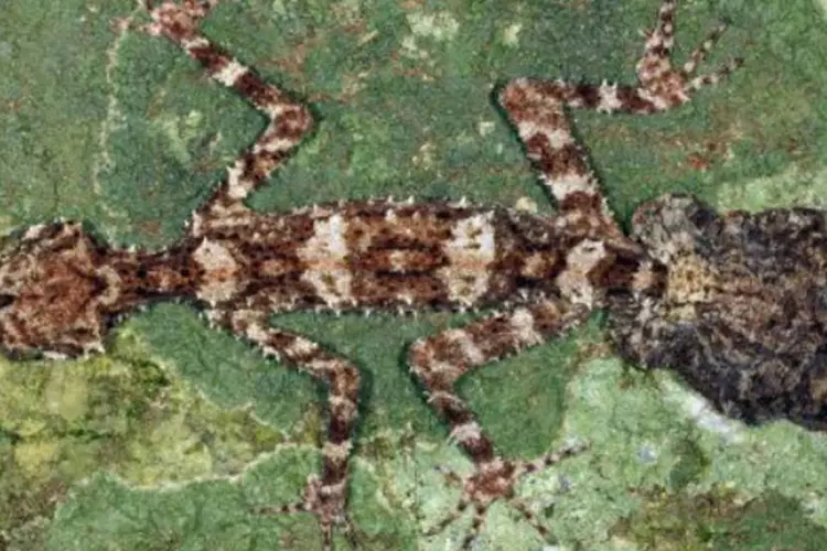 Novo tipo de gecko com a cauda em formato de folha: pequeno réptil, endêmico da Austrália, foi batizado de Saltuarius eximius (que significa excepcional, em latim) (AFP)