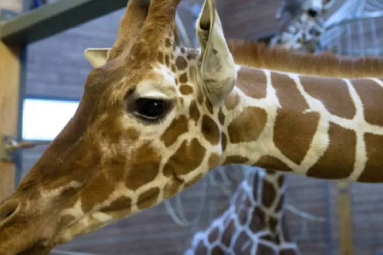 A girafa Marius, no zoológico de Copenhague, Dinamarca: ecologistas protestavam contra o sacrifício e posterior esfoladura de Marius (AFP/Getty Images)