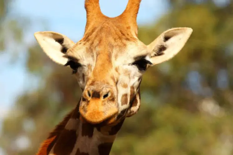 Girafa: se você errar o desafio proposto, terá que alterar a foto de perfil para uma girafa nos próximos três dias (Getty Images)