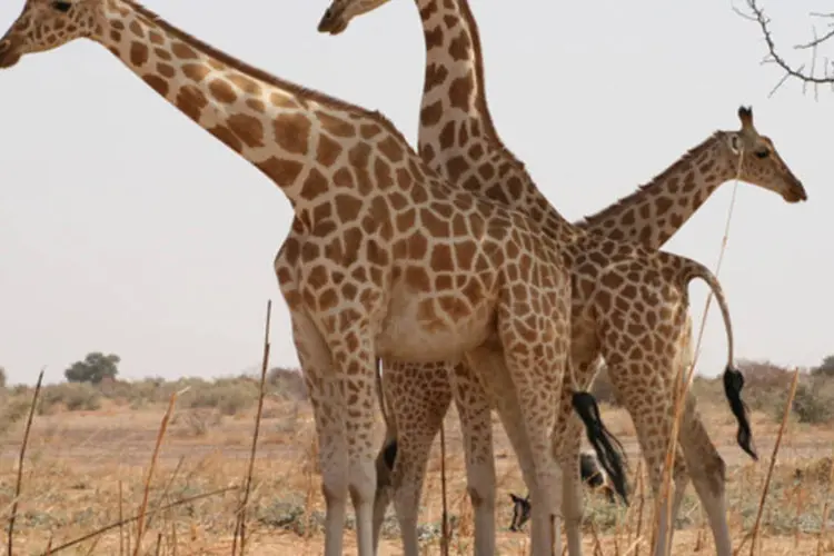 Fugindo de caçadores e predadores, estas girafas encontram um refúgio em Kouré, uma área à uma hora de distância da capital Niamei (Clémence Delmas/ Wikimedia Commons)
