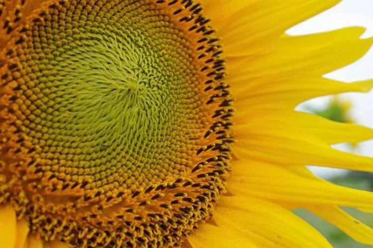 O alimento é, também, excelente fonte de vitamina E – com ação antioxidante (Stock.XCHNG)