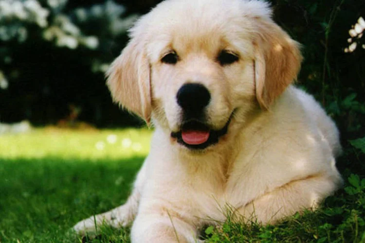 Filhote da raça de cães Golden Retriever (Wikimedia Commons/Wikimedia Commons)
