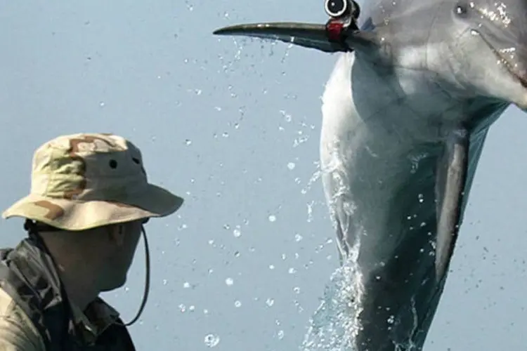 Golfinho com localizador salta do mar: programa de treinamento dessas espécies marinhas foi retomado pela marinha da Ucrânia em 2012 (U.S. Navy/Wikimedia Commons)