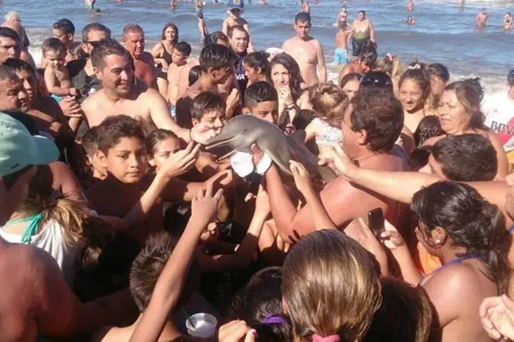 
	Pol&ecirc;mica: banhistas passam de m&atilde;o em m&atilde;o um golfinho na cidade costeira de Santa Teresita, em Buenos Aires.
 (Reprodução Facebook)