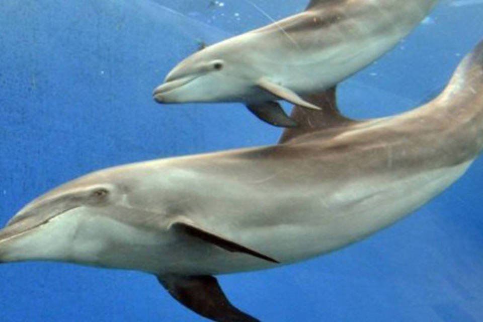Golfinhos têm assobio individual que usam para fins sociais