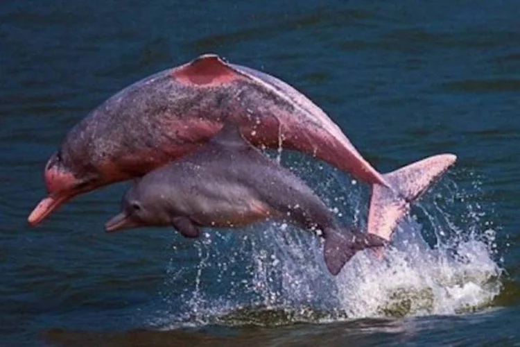 Golfinhos rosa de Lantau, Hong Kong (AFP/Hong Kong Dolphin Conservation Society)