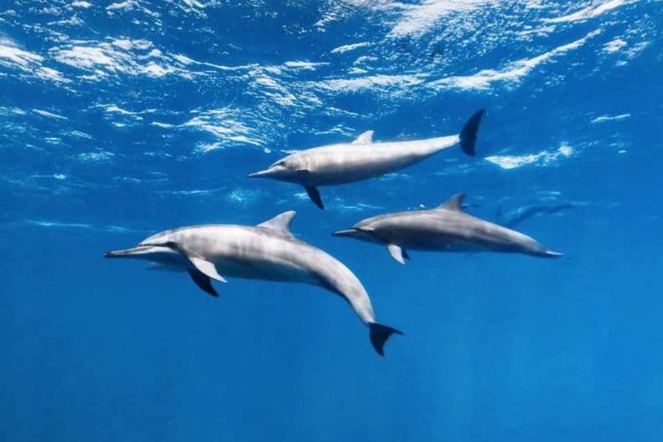 Grito nupcial de peixe mexicano pode causar surdez em golfinhos
