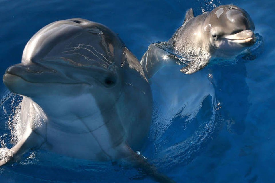 Golfinhos conseguem conversar para resolver problemas juntos