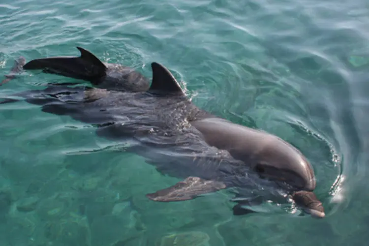 
	Golfinhos: a Sea Shepherd afirmou que 52 golfinhos foram separados para venda, 40 foram mortos para consumo, um ficou preso na rede e se afogou e outros foram libertados
 (Faraj Meir/ Wikimedia Commons)