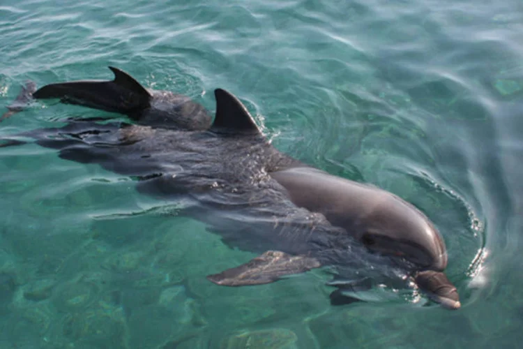 
	Golfinhos: a Sea Shepherd afirmou que 52 golfinhos foram separados para venda, 40 foram mortos para consumo, um ficou preso na rede e se afogou e outros foram libertados
 (Faraj Meir/ Wikimedia Commons)