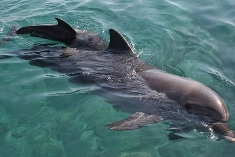Segundo os pesquisadores, nos próximos anos a água marinha começará a afetar alguns organismos (Wikimedia Commons)