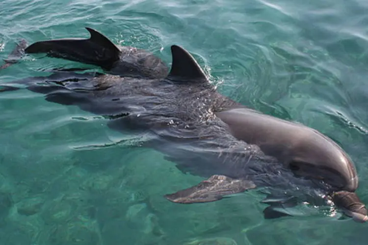 O golfinho de Maui vive apenas em uma área próxima a Nova Zelândia  (Wikimedia Commons)
