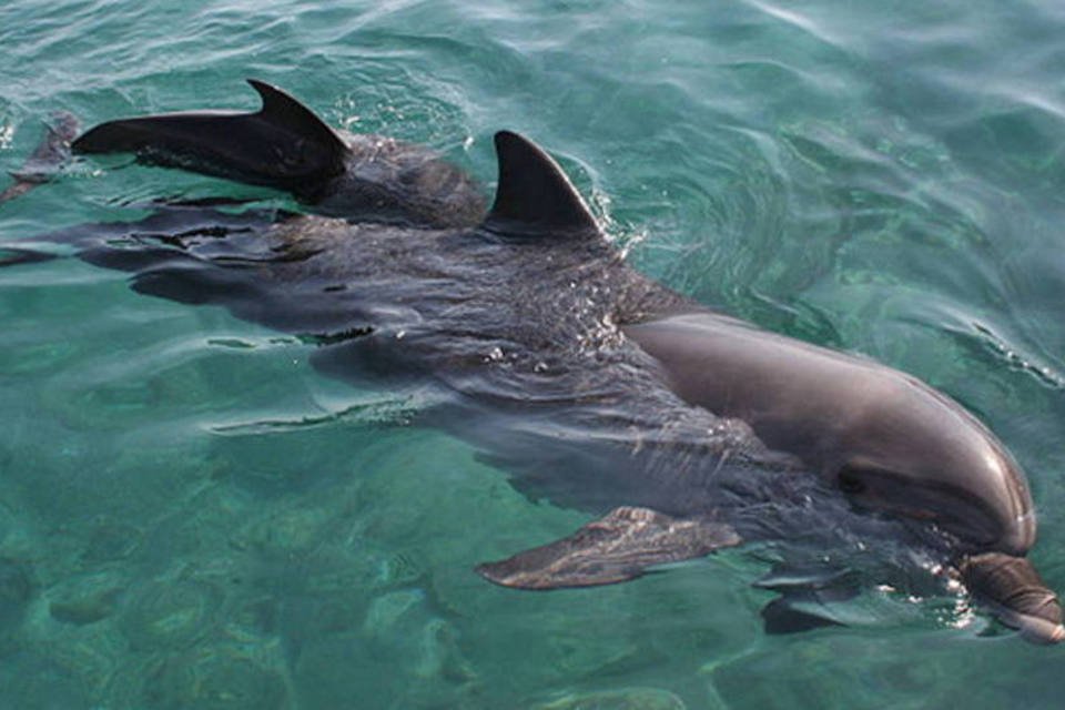 Golfinhos reproduzem sons enquanto repousam