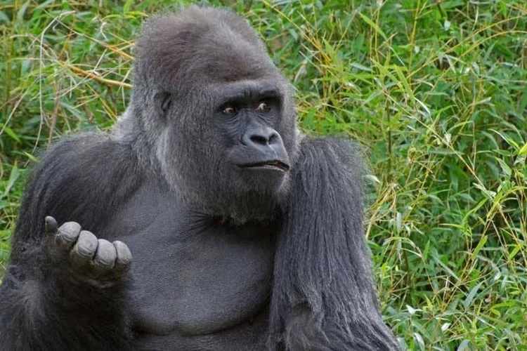 
	Gorila: o animal, um gorila das plan&iacute;cies ocidentais, &eacute; de uma esp&eacute;cie amea&ccedil;ada
 (Thinkstock)
