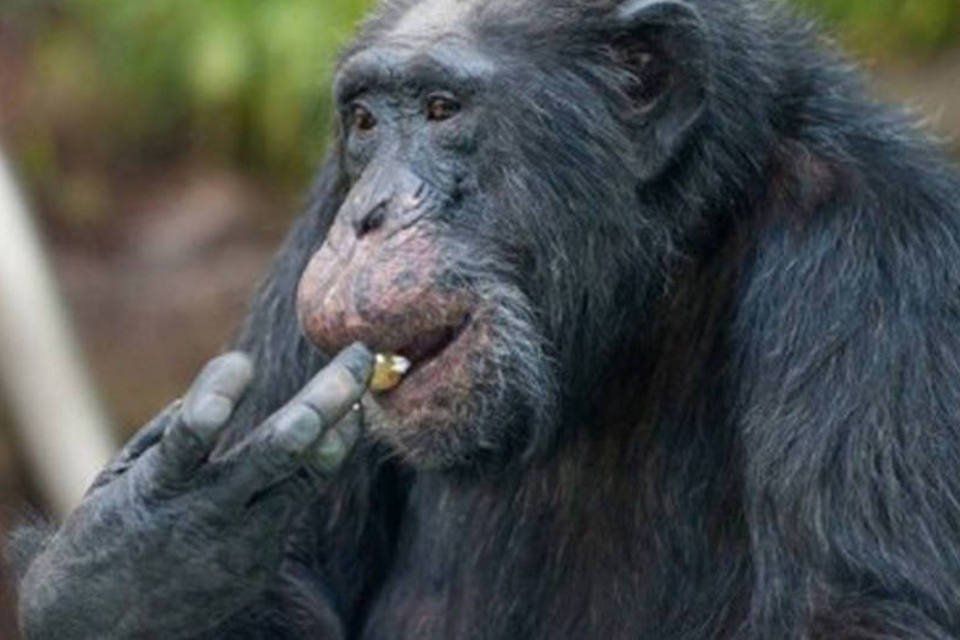 Genes de macacos mostram que temos gorilas entre nós