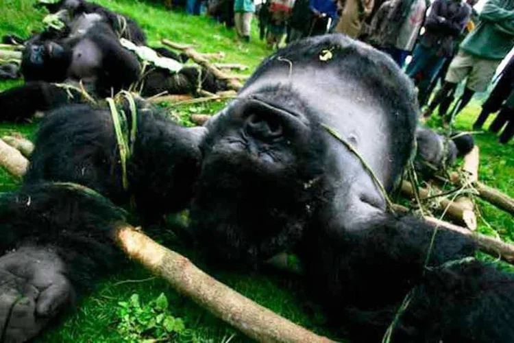 
	Ca&ccedil;a ilegal: rangers e moradores obervam gorila da montanha morto por ca&ccedil;adores em floresta no Congo.
 (Brent Stirton / Staff)
