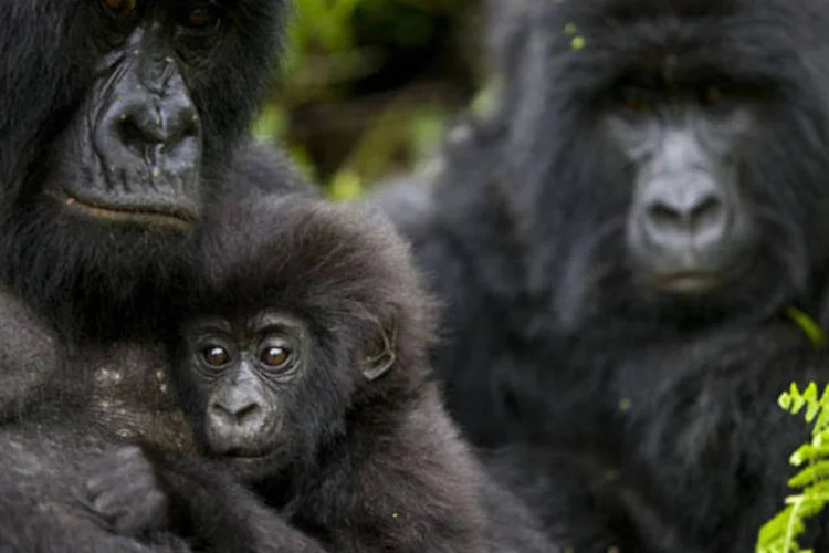Esforços reunidos pela biodiversidade (Getty Images)