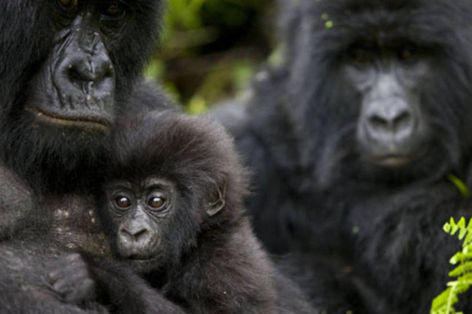 Gorila de zoológico passará por terapia contra machismo