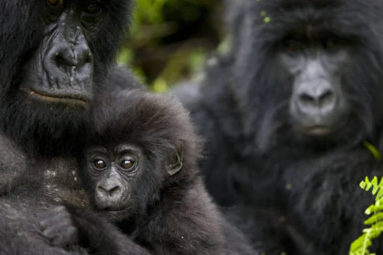 
	Gorilas: reserva, tema de um document&aacute;rio de 2014 nomeado ao Oscar intitulado Virunga, foi fundada em 1925 e abriga alguns dos &uacute;ltimos 700 gorilas de montanha do mundo
 (Getty Images/EXAME.com)
