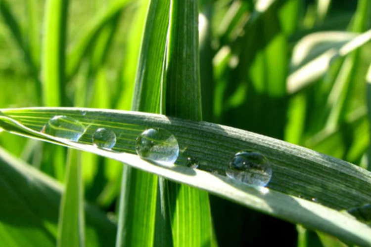 
	Folha com gotas: a Floresta Estacional Sempre-Verde se junta a outros tipos de vegeta&ccedil;&atilde;o que ocorrem no Brasil, como as florestas ombr&oacute;filas
 (audreyjm529/Flickr)