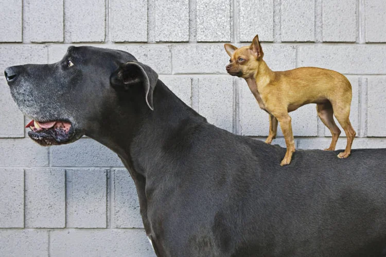 Small cap: desempenho acima dos gigantes (Thinkstock/Thinkstock)