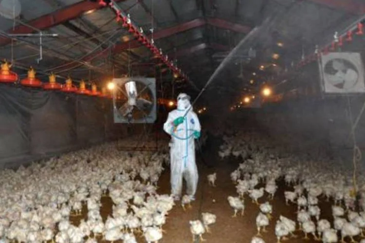 Funcionários de saúde desinfetam granja em Miyazaki: sacrifício dos animais já começou e foi estabelecido um perímetro sanitário de 10 km ao redor da área contaminada (Miyazaki Prefectural Government/AFP)