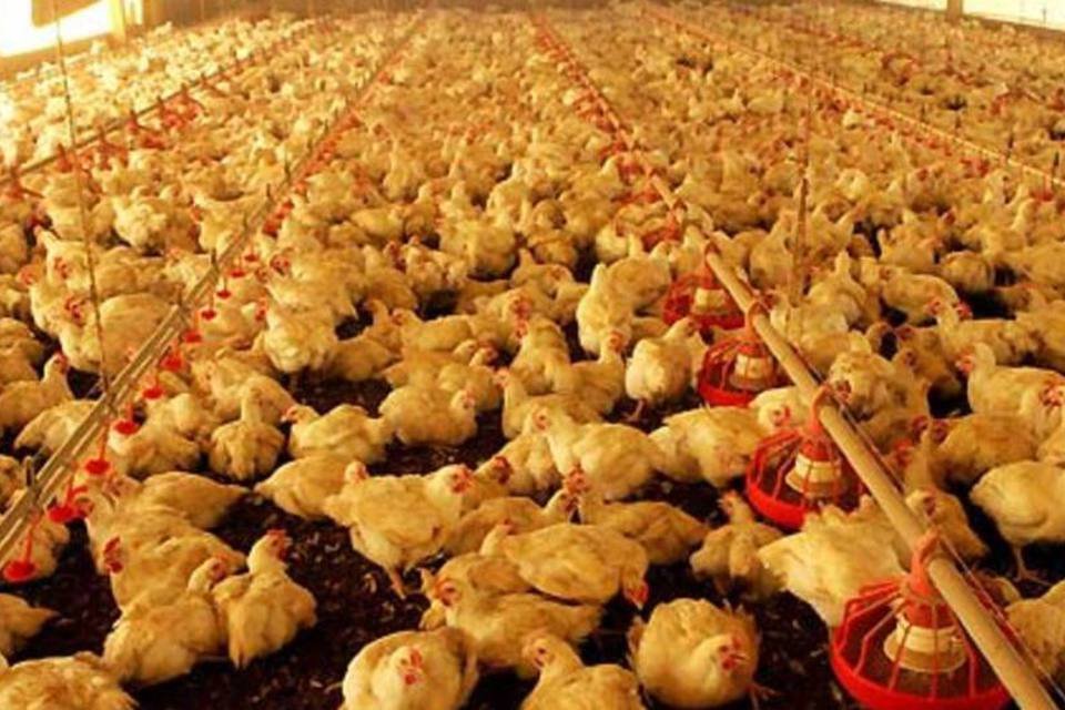 Brasil Foods pretende fazer captação de US$ 250 milhões