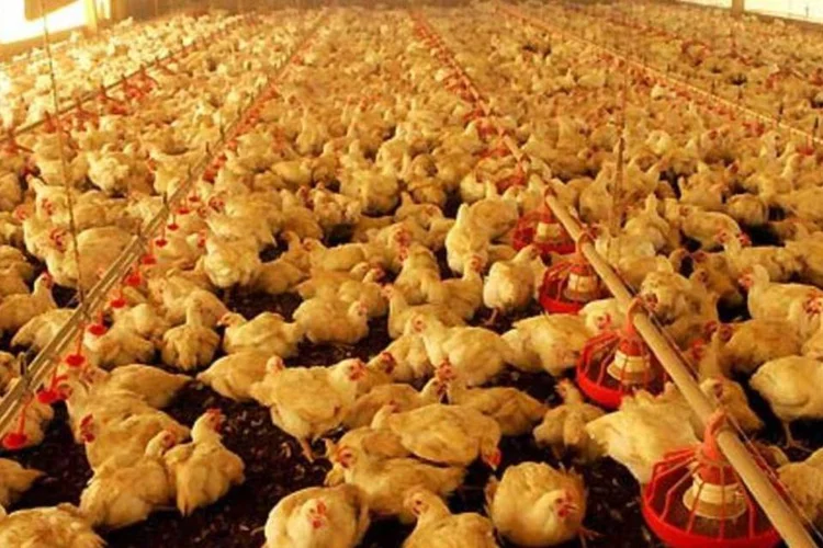 A Brasil Foods vendeu US$ 500 milhões desses títulos no mês passado (ERNESTO RODRIGUES)