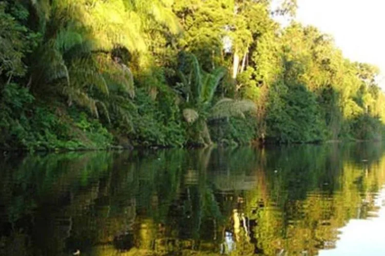 Unidade de conservação no Pará: região Norte lidera percentual de municípios com estrutura administrativa para o meio ambiente.  (.)