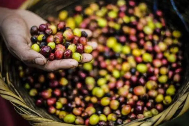 
	Trabalhador lava gr&atilde;os de caf&eacute;: exporta&ccedil;&otilde;es no ano passado totalizaram 10,9 milh&otilde;es de sacas
 (Inti Ocon/AFP)