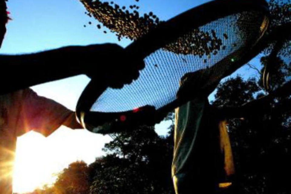 Clima antecipa colheita de café arábica e robusta do Brasil
