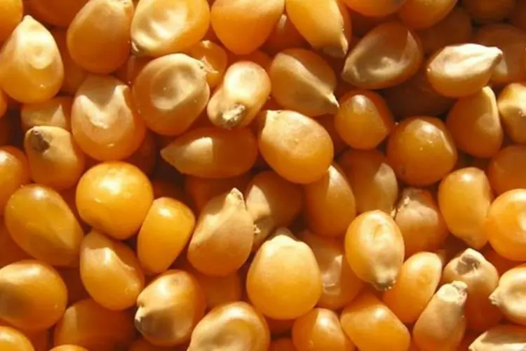 
	Gr&atilde;os de milho: pre&ccedil;os dos cereais subiram para o maior patamar desde setembro de 2008
 (Wikimedia Commons)