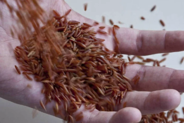 
	Gr&atilde;os de arroz integral: foram examinados mais de 74 mil mulheres e cerca de 44 mil homens desde meados dos anos 1980 at&eacute; 2010
 (USP Imagens)