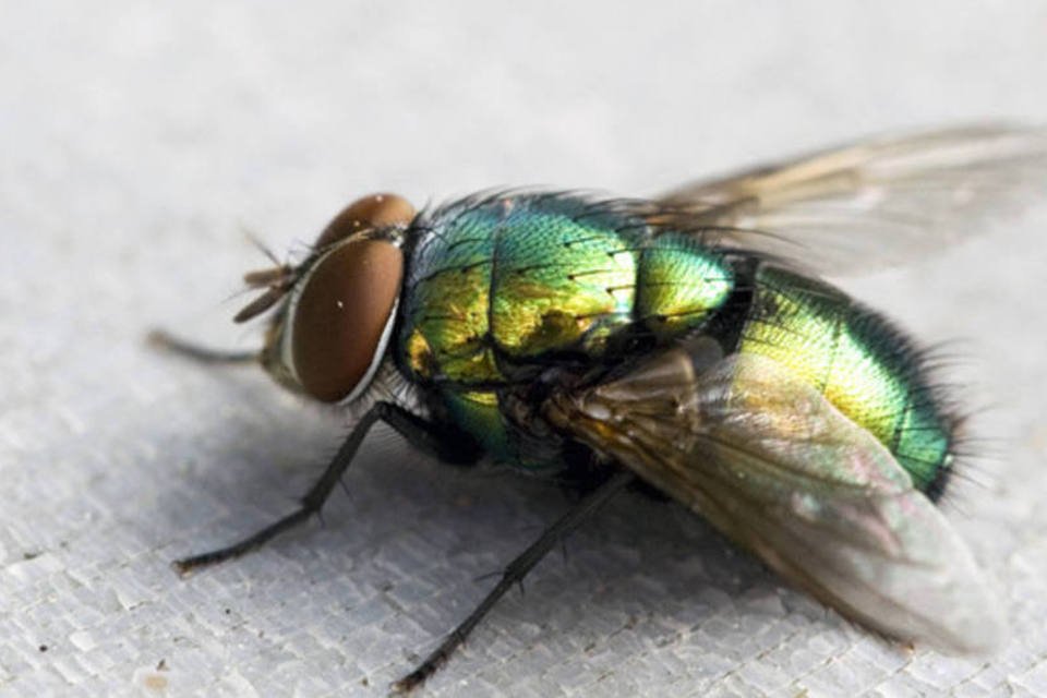 Resistência à chuva de mosquitos pode inspirar microrrobôs